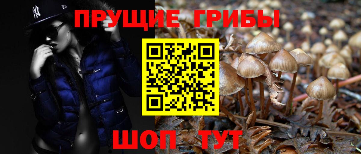 Псилоцибиновые грибы Psilocybine cubensis  Вход с VPN  Новосибирск 